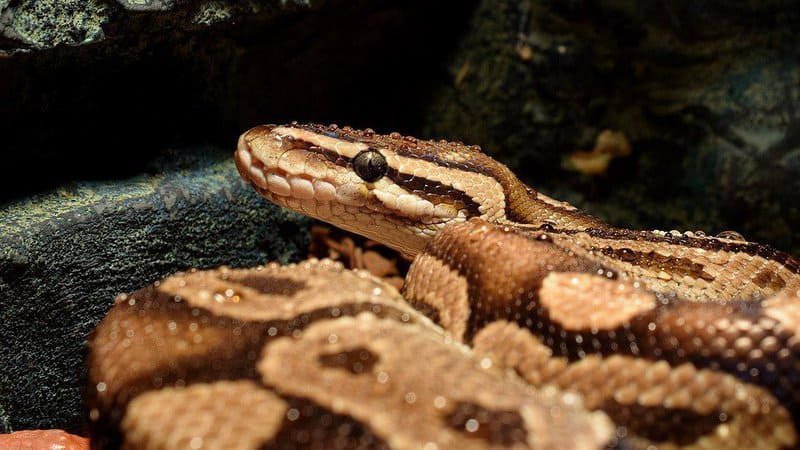 Ball Phyton - One Of The Best Pet Snake Species