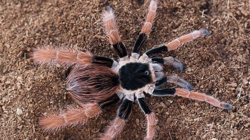 Biggest Spider Species Worldwide Colombian Giant Tarantula