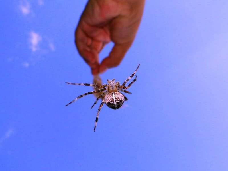 Everything You Need To Know About A Pet Spider Attack