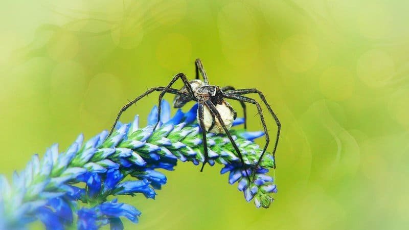 Interesting Facts About Spiders Females Can Lay Thousands Of Eggs