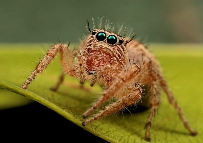 Is A Jumping Spider A Good Pet Spider?