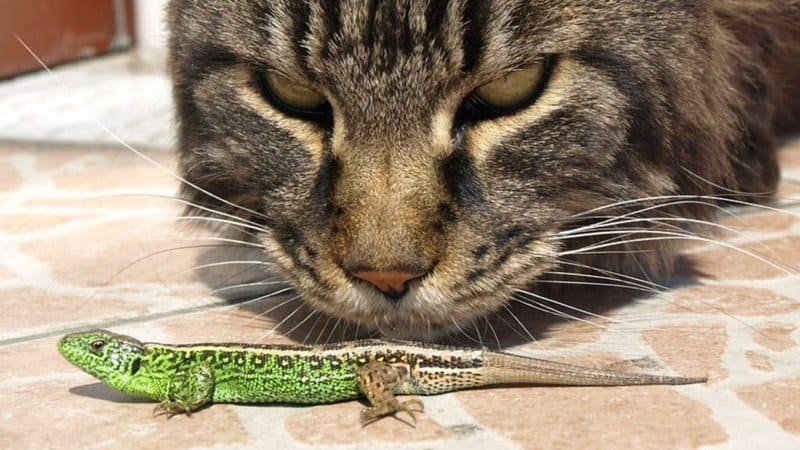 Is it a good idea to have lizards and cats?