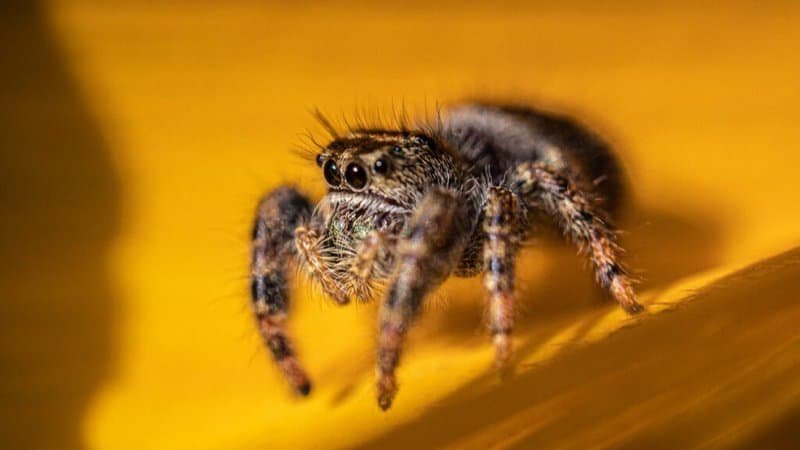 Jumping Spiders Are Great Pet Spiders