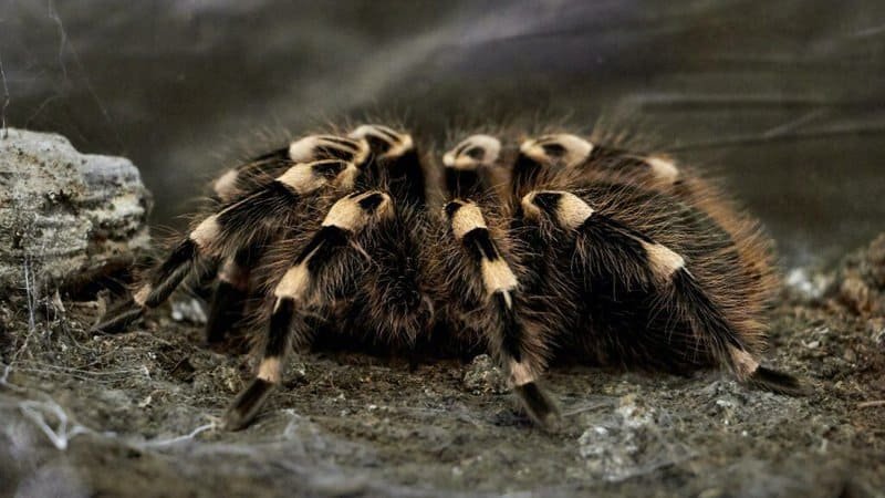 The Best Tarantula Species For A First Time Owner