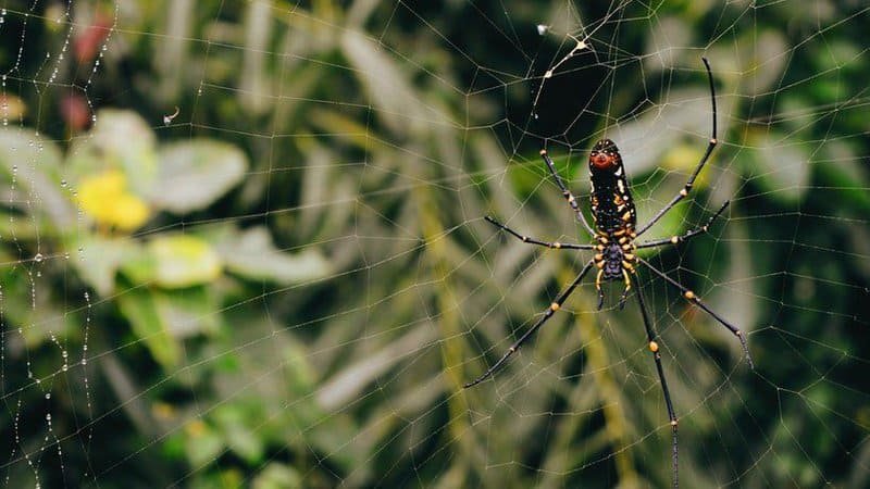 What Are Spider Webs Made Of?