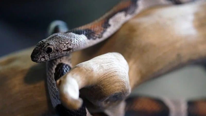 What is pet snake enrichment