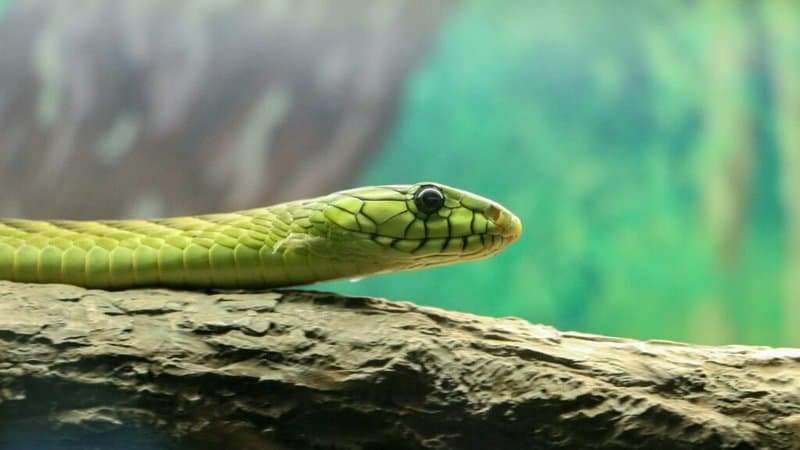 What You Need To Know To Keep A Pet Snake