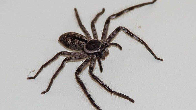 What You'll Need To Keep A Pet Hunstman Spider