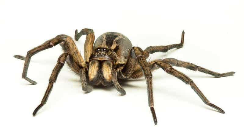 Wolf Spiders Are Good Pets Because They Adapt To A Lot Of Environments